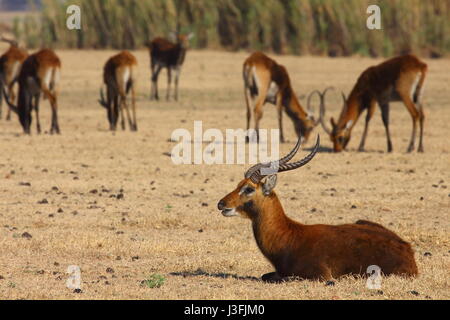 Lechwe nero, Kobus smithemanni, Bangweulu zone umide, Zambia, Africa Foto Stock