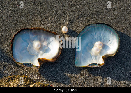 Perle rosa e le ostriche sulla sabbia della spiaggia. Foto Stock