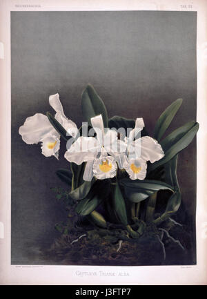 Frederick Sander Reichenbachia II piastra 81 (1890) Cattleya trianae alba Foto Stock