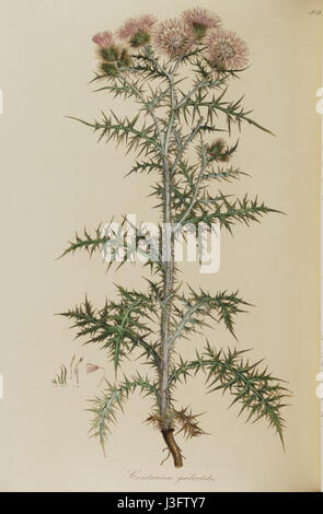 Galactites tomentosa Foto Stock