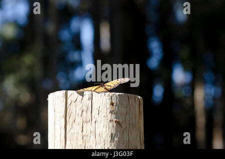 Farfalla monarca appoggiato su un palo di legno con ali stese aperto. Foto Stock