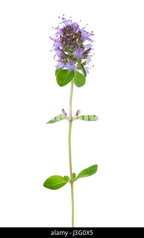 Blooming Serpillo (Thymus serpyllum) isolato su sfondo bianco Foto Stock