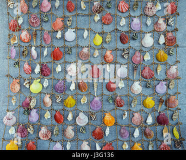 Seashell colorato sfondo, collezione di conchiglie diverse. Foto Stock