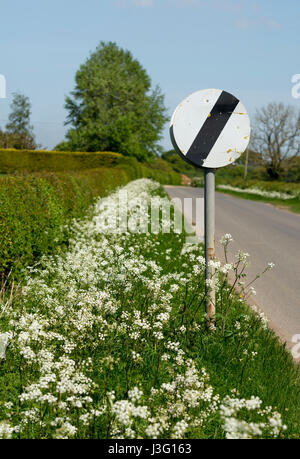 Fine del segnale di limite di velocità su strada di un paese con Cow Prezzemolo cresce sull orlo, Warwickshire, Regno Unito Foto Stock
