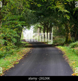 Uno stretto vicolo del paese corre attraverso le piantagioni forestali a Strathellen legno sopra Plockton nel west Highlands della Scozia. Foto Stock