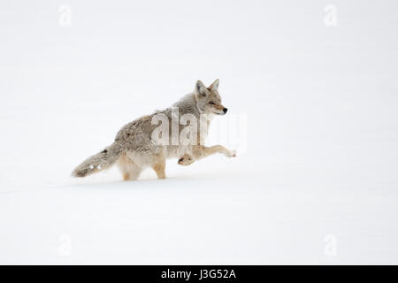 Coyote / Kojote ( Canis latrans ) di corsa, in inverno, acceso, fuggono attraverso la neve profonda, guardando indietro, Yellowstone NP, Wyoming negli Stati Uniti. Foto Stock