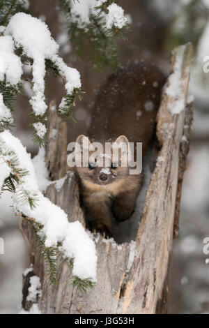 American martora ( Martes americana ) in inverno, seduta in un vecchio albero rotto il moncone, guardando attentamente, sembra divertente con neve sul naso, STATI UNITI D'AMERICA. Foto Stock