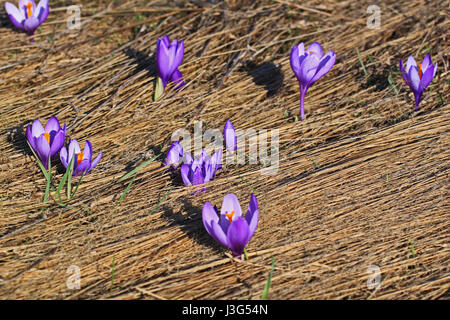 Il gruppo di viola crocus fiori (zafferano) Foto Stock