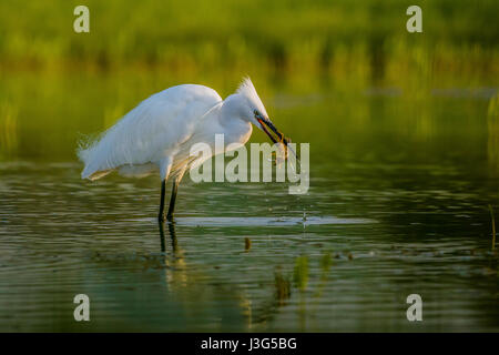 Egretta garzetta - Garzetta Foto Stock