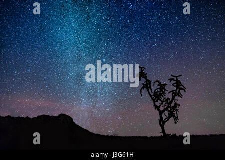 Deserto Sky con stelle & Silhouette di Cactus Foto Stock