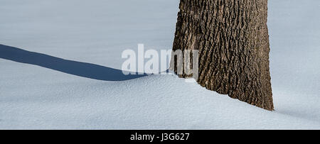 Tronco di albero dettaglio nella neve Foto Stock