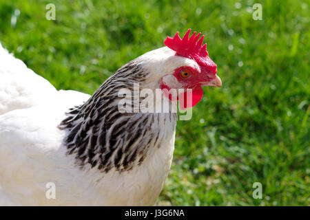 Una luce sussex hen in un campo in una giornata di sole. Foto Stock