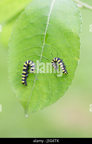 Alder moth caterpillar Foto Stock