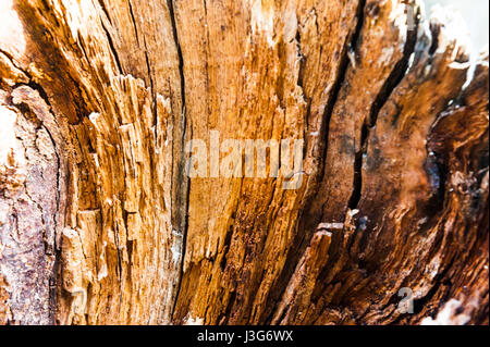 Split con un albero di ax con struttura irregolare. Legna da ardere, fotografato close-up. Piccole profondità di campo su legno visibili tracce di decomposizione e Foto Stock