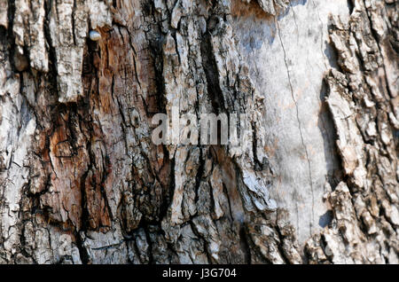 Macro di una corteccia di albero di olivo Foto Stock