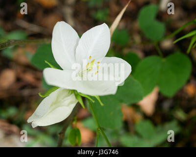 Primo piano bianco fiori di gelsomino con foglie verdi. Foto Stock