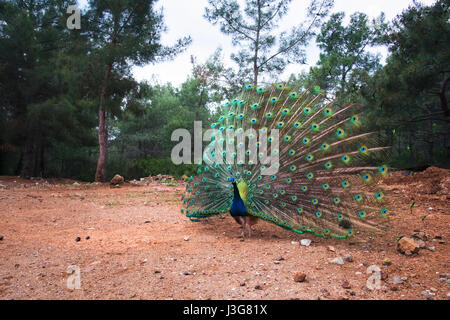 Peacock con una coda allentato nella foresta. La scena della fauna selvatica Foto Stock