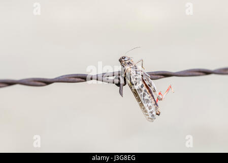 Grasshopper infilzata su filo spinato da Shrike Caretta in Colorado rurale Foto Stock