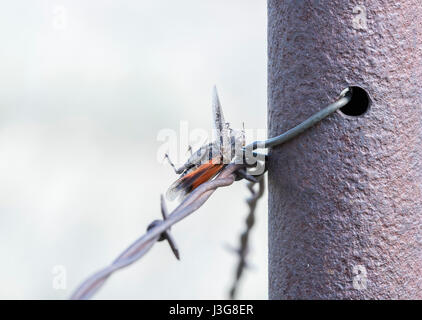 Grasshopper infilzata su filo spinato da Shrike Caretta in Colorado rurale Foto Stock