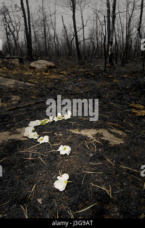 Montagna bianca alloro fiori segna il sito di un fuoco selvaggio in Minnewaska parco dello Stato di New York Foto Stock