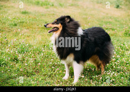 Il Tricolore Collie ruvida, Scottish Collie, Long-Haired Collie, inglese Collie, Lassie cane adulto stare su erba verde Foto Stock