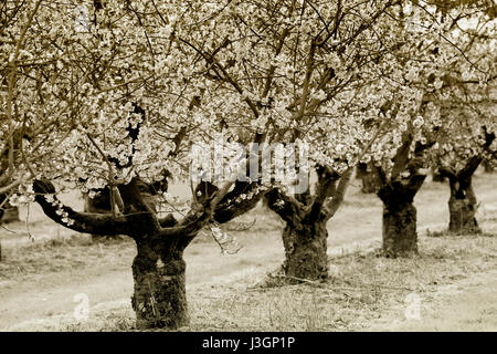 Fioritura ciliegio (Prunus sp.) alberi in primavera, Weserbergland, Hesse, Germania, Europa Foto Stock