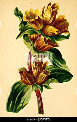 Gentiana punctata Atlas Alpenflora Foto Stock