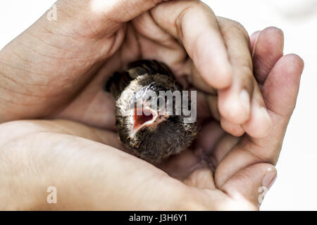 Baby di Rosso Bulbul ventilato in seduta palma umana. Foto Stock