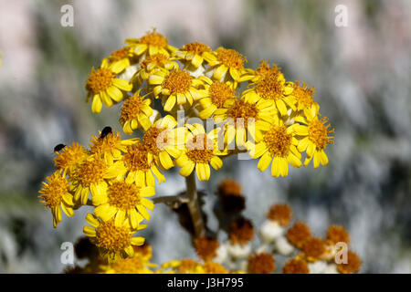 Jacobaea maritima, comunemente conosciuta come ragwort d'argento sulla costa rocciosa di brijuni, Croazia Foto Stock