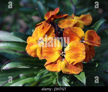 I coloratissimi fiori di primavera di Erysimum cheiri (Cheiranthus) noto anche come la violaciocca. Foto Stock