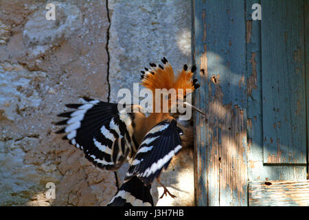 Hoopoe sta alimentando la prole nel nido situato in La vecchia casa del Parco Nazionale di Brijuni Foto Stock