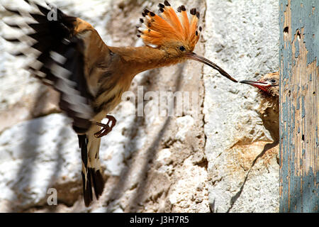 Un hoopoe sta alimentando la prole nel nido situato nella vecchia casa del Parco Nazionale di Brijuni Foto Stock