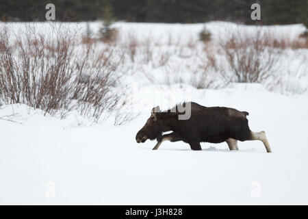 Moose ( Alces alces ), toro giovane in inverno, sparso palchi, camminando attraverso la neve profonda su una radura, area di Yellowstone, Grand Teton NP, Wyoming negli Stati Uniti. Foto Stock