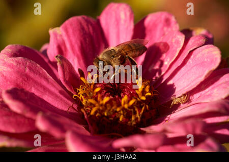 Close up di bee raccogliendo il nettare da un fiore rosa Foto Stock