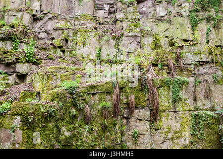 Una vecchia cava di pietra arenaria rossa, Helmarshausen, Bad Karlshafen, Superiore Valle Weser, Weser Uplands, Weserbergland, Reinhardswald, Hesse, Germania, Euro Foto Stock