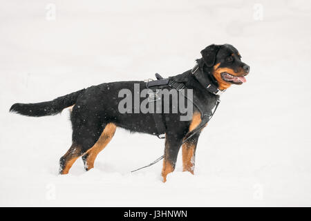 Nero Rottweiler Metzgerhund cane durante la formazione. Stagione invernale. Foto Stock