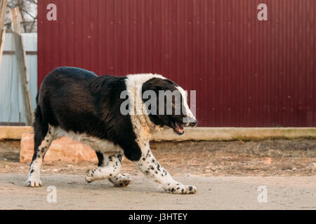 In Asia centrale il cane pastore a piedi nel villaggio di cantiere. Alabai - un'antica razza da regioni dell Asia centrale. Utilizzato come Pastori, come pure di prote Foto Stock