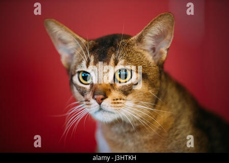 Close up ritratto di gatto abissino gattino a sfocato Sfondo rosso Foto Stock