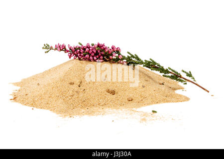 Pila di sabbia gialla e comune heather ramoscello isolati su sfondo bianco Foto Stock