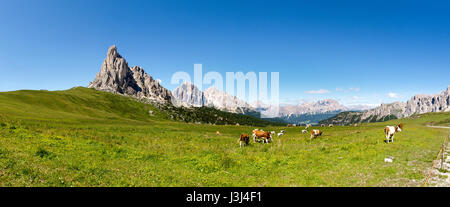 Dolomiti, Italia: mucche pascolare sui prati del paesaggio di montagna Foto Stock