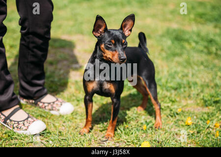 Miniatura nero Pinscher Zwergpinscher, Min Pin in piedi vicino a donna Feets all' aperto nel verde Parco di primavera prato. Giocoso Pet all'aperto Foto Stock