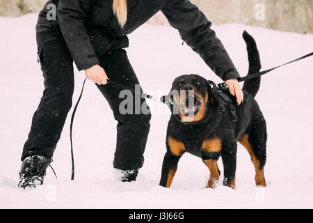 La formazione del nero di razza Rottweiler Metzgerhund cane adulto. Attacco e difesa. Stagione invernale Foto Stock