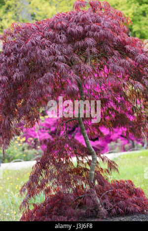 Acer Palmatum 'Crimson Queen'. Acero giapponese profondo rosso-viola foglie in primavera. RHS Wisley Gardens, Surrey, Regno Unito Foto Stock