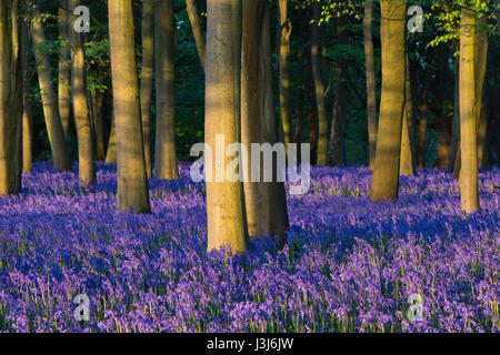 Bluebells inglese in un antico legno di faggio e di quercia Legno in mattina presto la luce del sole. Oxfordshire, Inghilterra Foto Stock