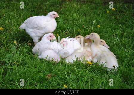 Polli polli da carne e un po' di anatre sull'erba. Foto Stock