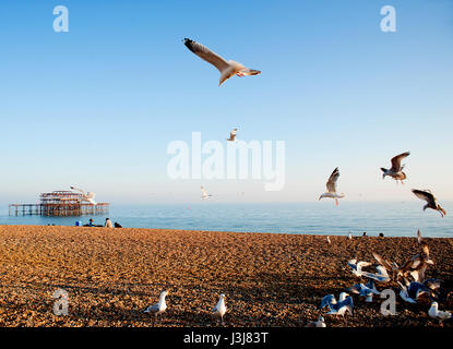 A Flock of Seagulls vola sopra la spiaggia di Brighton sulla costa sud dell'Inghilterra con le rovine del famoso Molo Ovest in background. Foto Stock