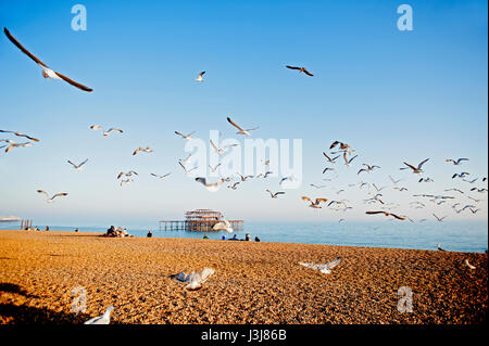 A Flock of Seagulls vola sopra la spiaggia di Brighton sulla costa sud dell'Inghilterra con le rovine del famoso Molo Ovest in background. Foto Stock
