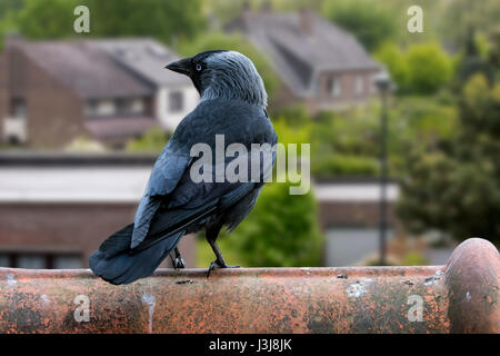 La cornacchia occidentale / Europea taccola (Corvus monedula / Coloeus monedula) appollaiato sulla piastrella sul tetto di casa di villaggio Foto Stock