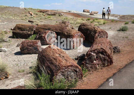 Sezioni di tronchi della foresta pietrificata giacenti circa in Arizona Foto Stock