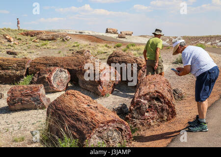 Sezioni di tronchi della foresta pietrificata giacenti circa in Arizona Foto Stock